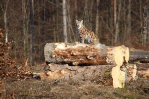 ryś na ściętych drzewach