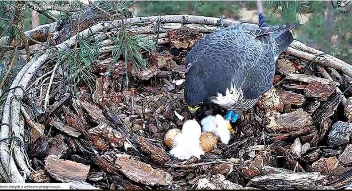 sokół wędrowny z pisklęciem i jajami