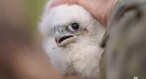 Pisklę sokoła wędrownego