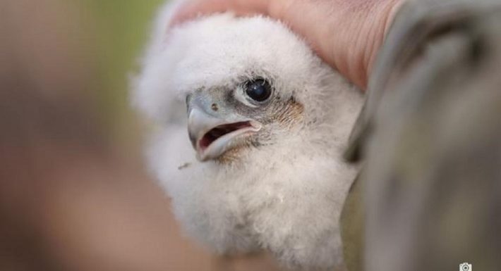 Pisklę sokoła wędrownego