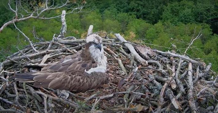 robołów w gnieździe