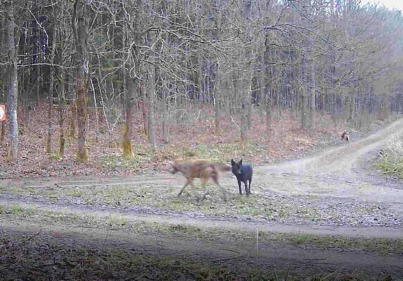 wataha wilków i odmiennie umaszczony osobnik