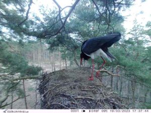 bocian czarny w gnieździe - fotopułapka