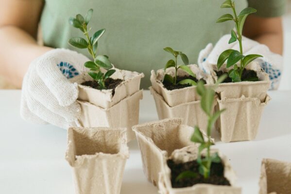 środki ochrony roślin