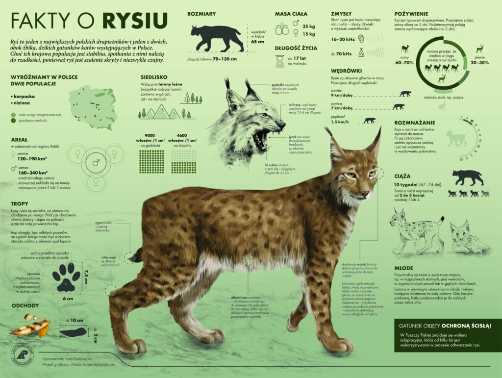 międzynarodowy dzień rysia