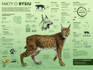 międzynarodowy dzień rysia