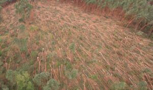 Skutki wichury w Nadleśnictwie Leżajsk