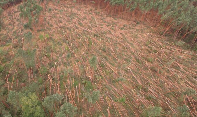 Skutki wichury w Nadleśnictwie Leżajsk