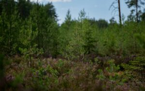 praca więźniów przy sadzeniu drzew