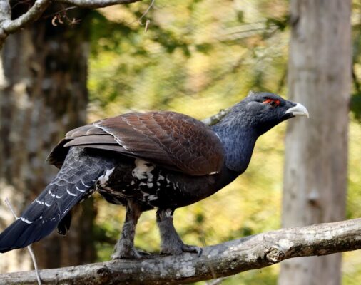 Głuszec - rezerwat przyrody wielkie bagno